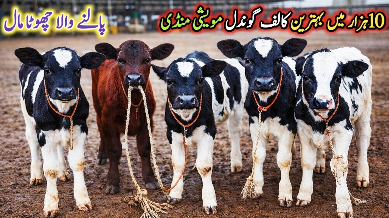Gondal Mandi latest update 28Jan 2026!Farming wala chota Mall!imported heifers katy or Katya!#cow