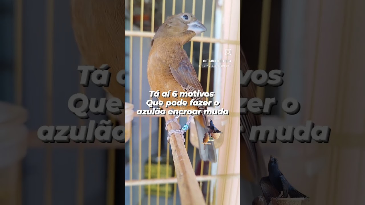 oque causa muda encroada