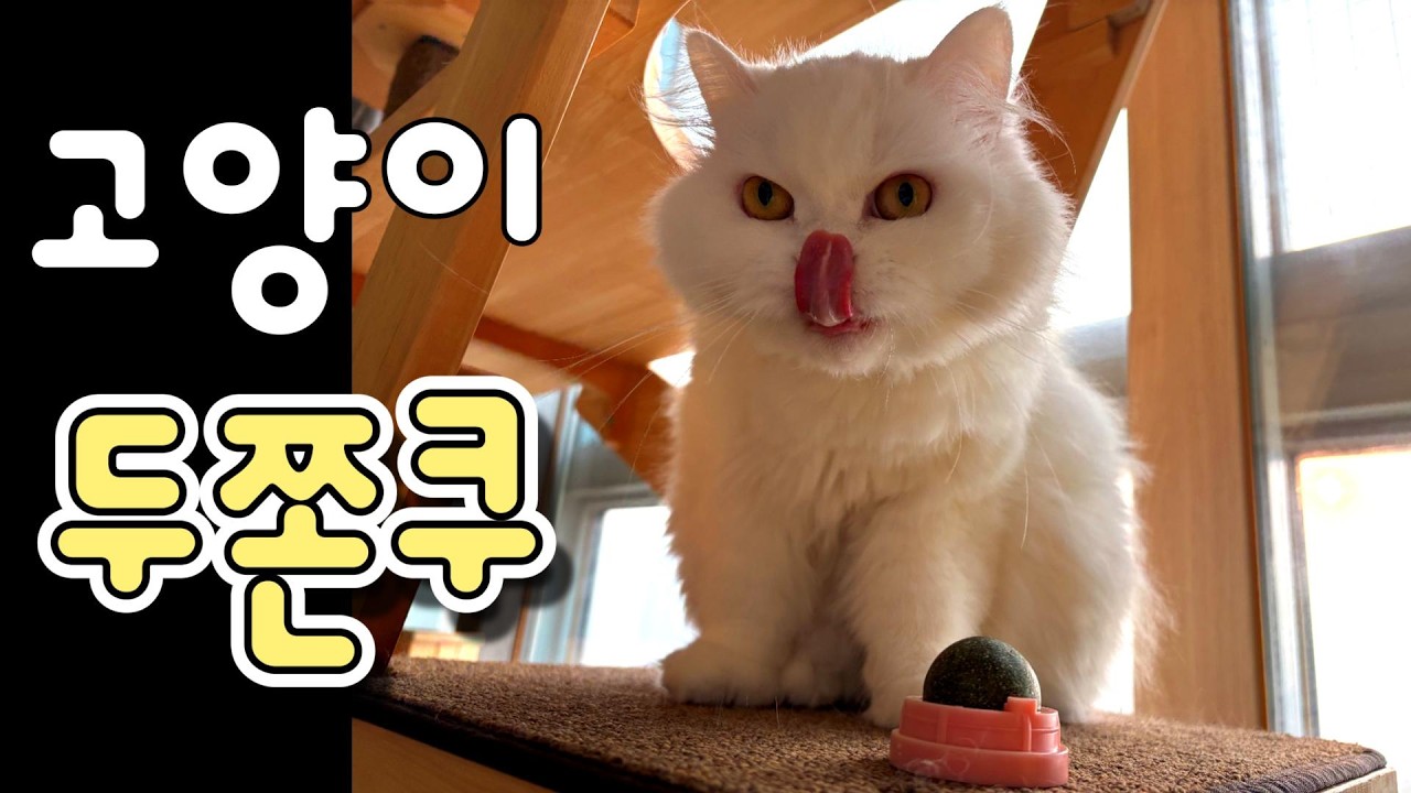 고양이 두쫀쿠 먹방