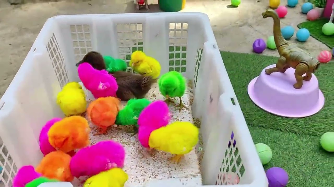 Chick Fun Zone – Watch Their Playtime For You