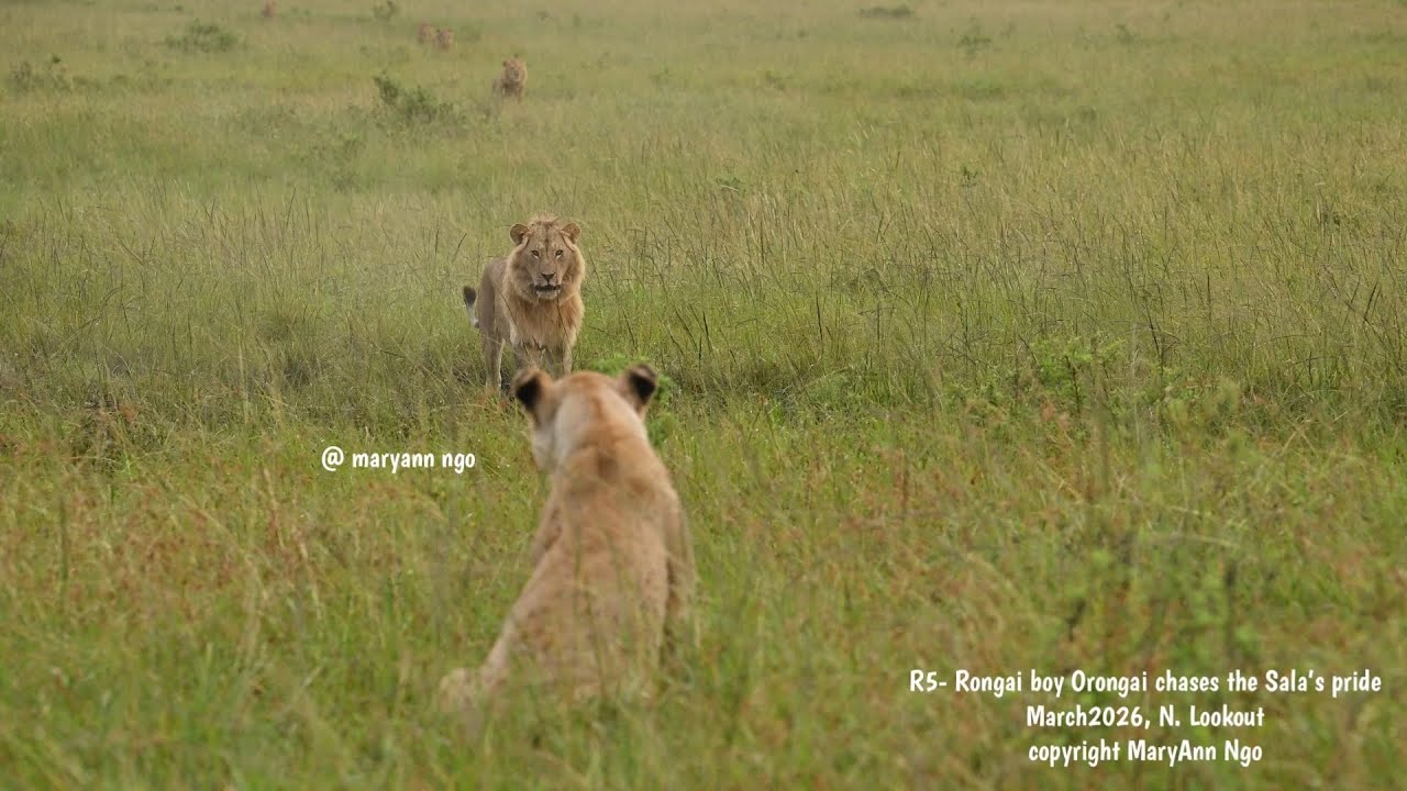R5/ Rongai 5 , Orongai part1- chases Sala’s pride