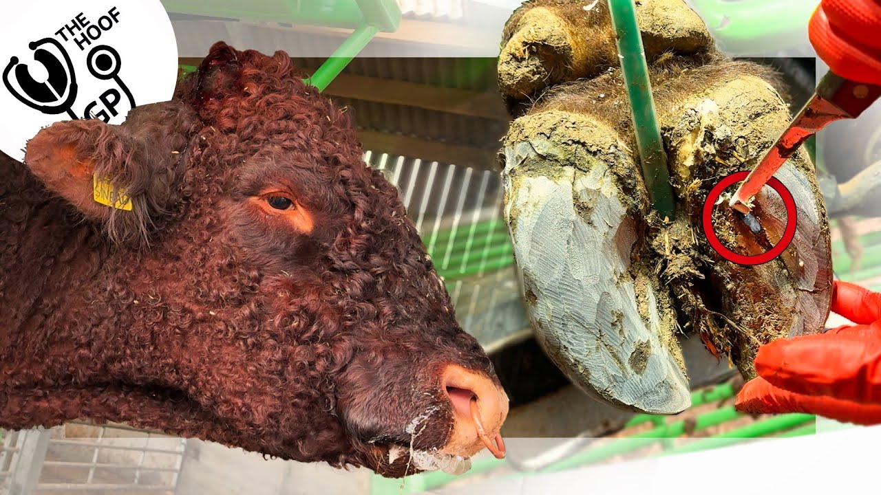 ОСТРЫЙ КАМЕНЬ прокалывает КОПЫТО этого БЫКА!