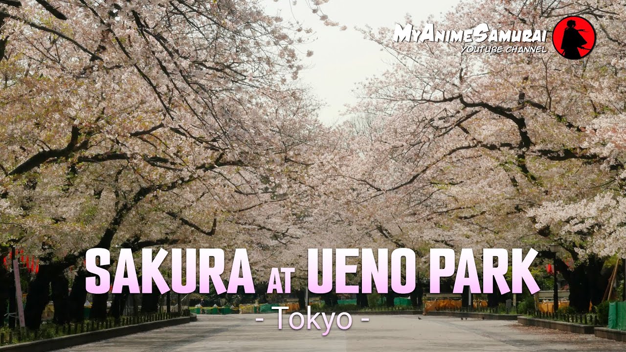 Sakura and Hanami at Ueno Park (Tokyo)