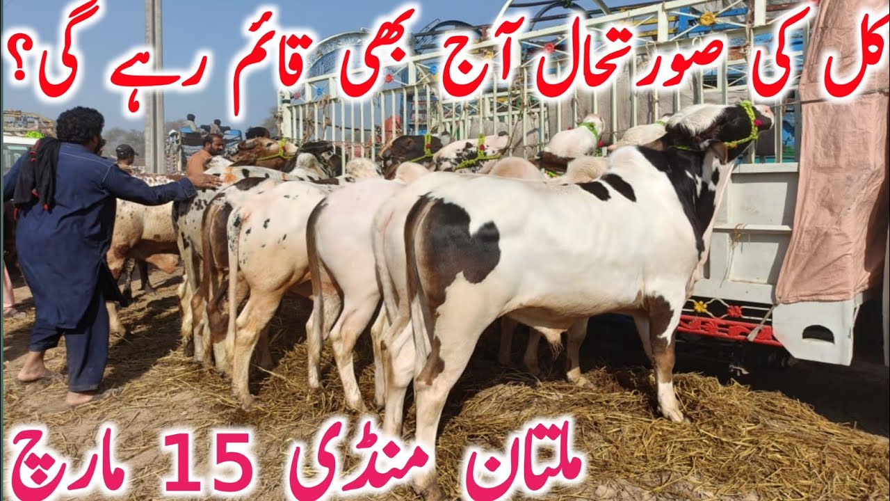 Multan Cow Mandi Latest Rates 2026 | Sahiwal, Cholistani & Brahman Bachre Bachrian Price