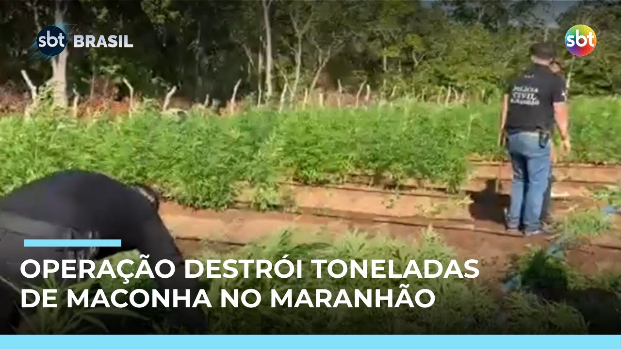 Policiais destroem uma tonelada de maconha e 50 mil p&eacute;s da droga no Maranh&atilde;o | #SBTBrasil