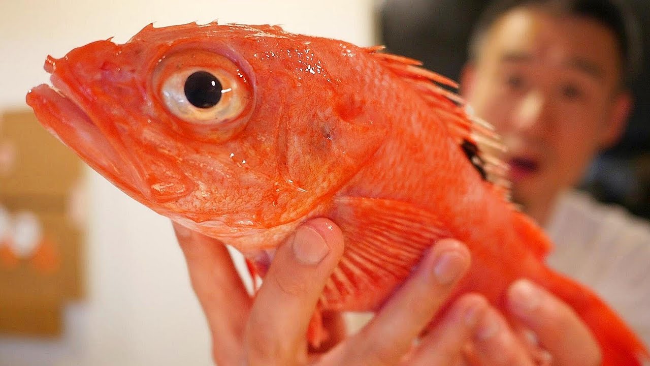 전신이 기름투성인 최고급생선으로 초밥을 하면 과연...!? Make Sushi with Japanese Kinki Fish