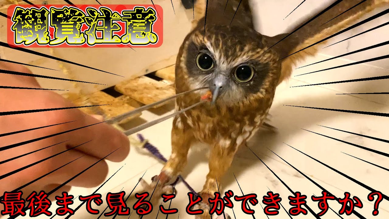 【観覧注意】フクロウの餌が届いた日のリアルな一日　[Viewing attention] A real day when the owl's food arrived