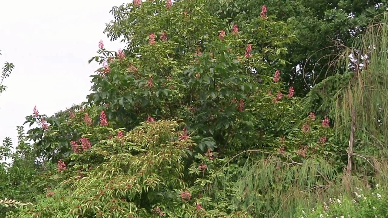 Landgartenpartie in Hille