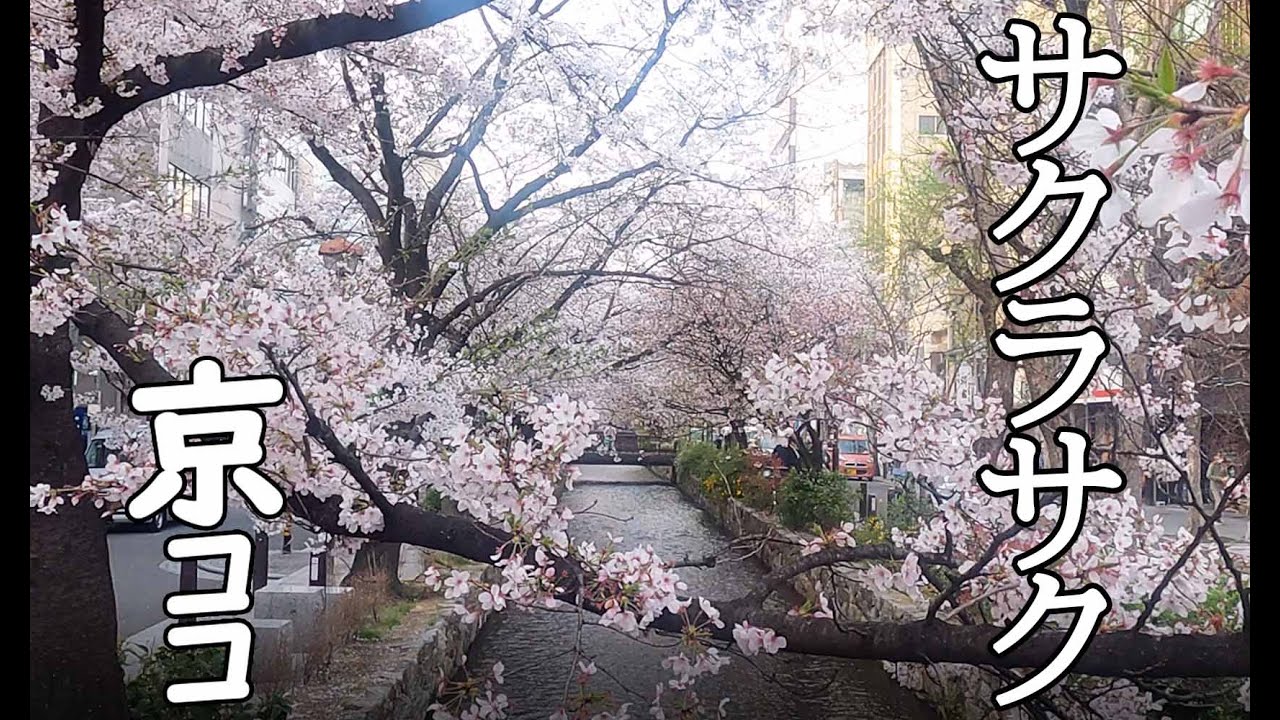 【京都おすすめ】サクラサク 京に咲く 2021その伍＝車折神社・西京極競技場・トロッコ嵐山・木屋町通・淀川河川公園＝【京のココ見といやす】