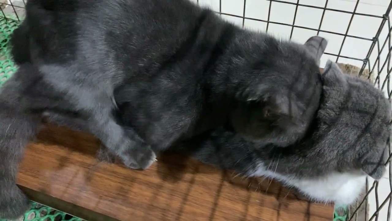 Cat in heat 😻 || Bon vs mimo2 || Munchkin Mate || Cat breeding 😺