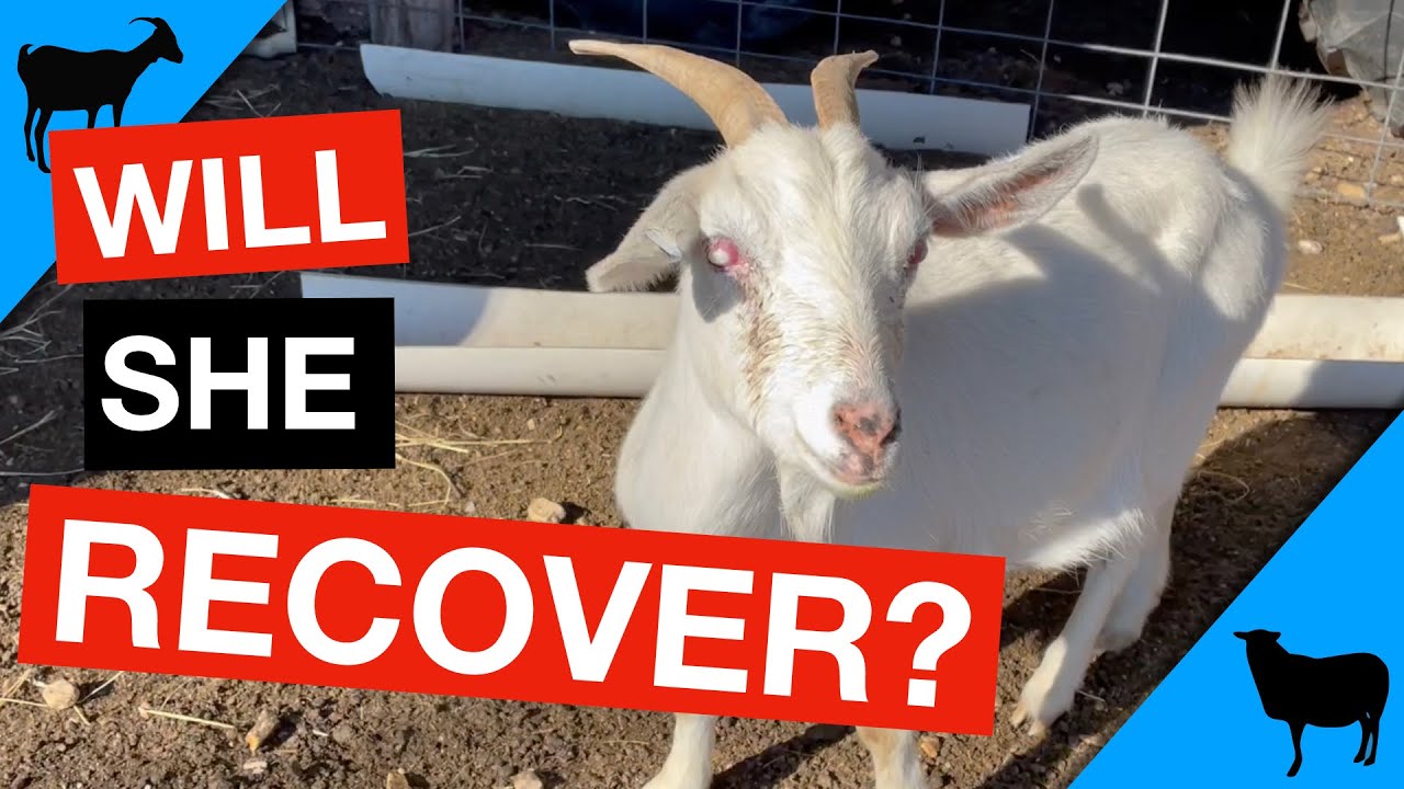 Pinkeye in Goats and Sheep