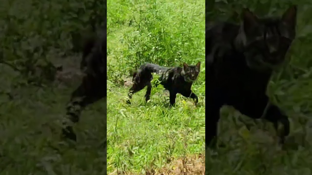 रान मांजर#shorts #short #viral #trending #shortvideo #youtube#video#viralvideo #cat #wildcats#nature