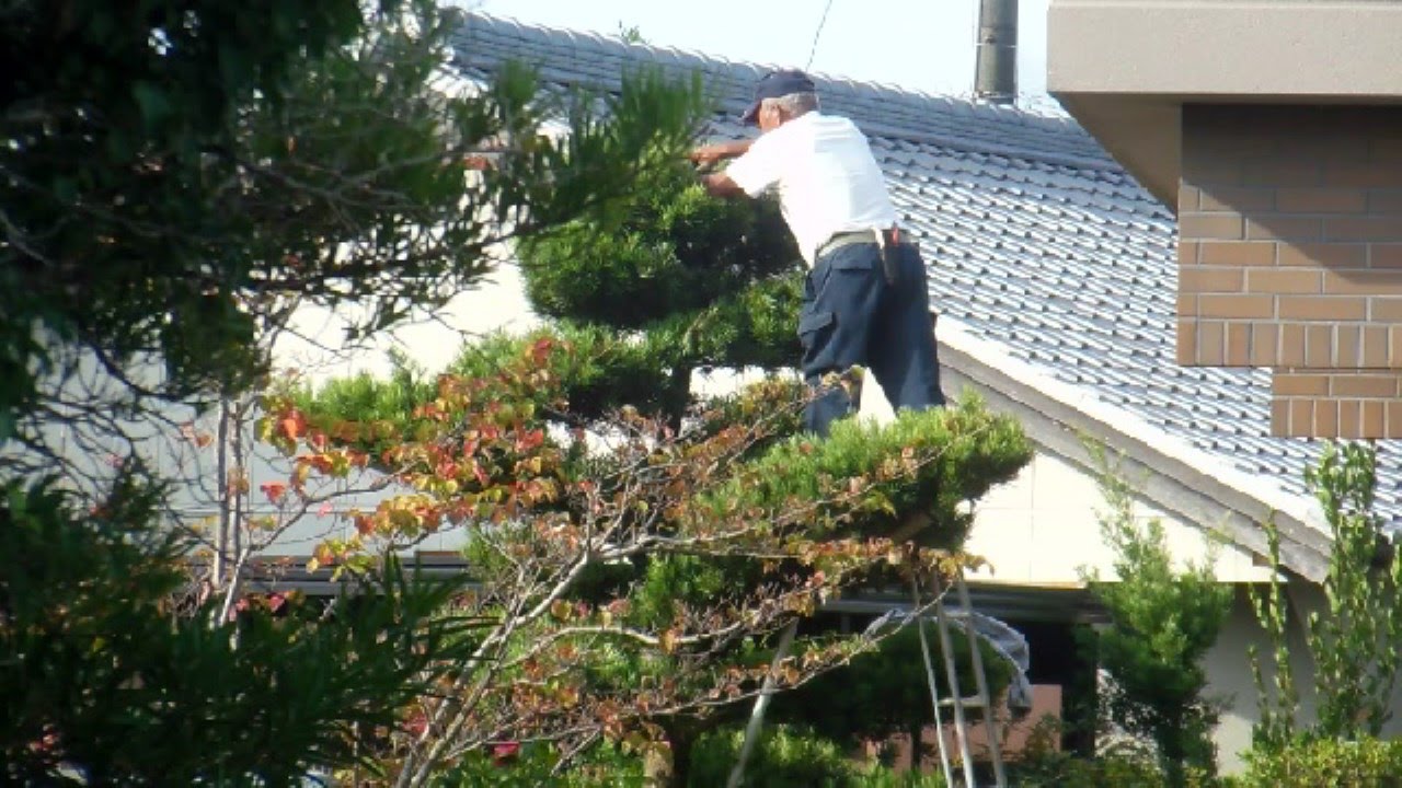 Tree Art in Japan!