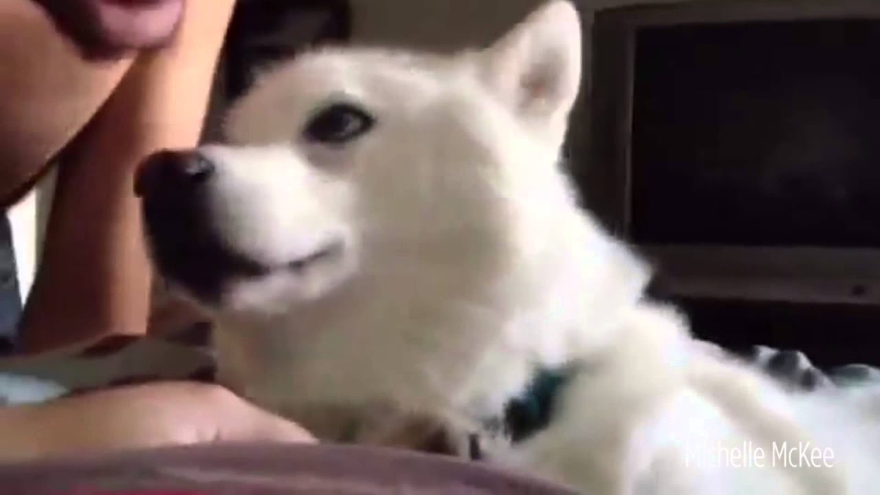 How To Talk To Animals