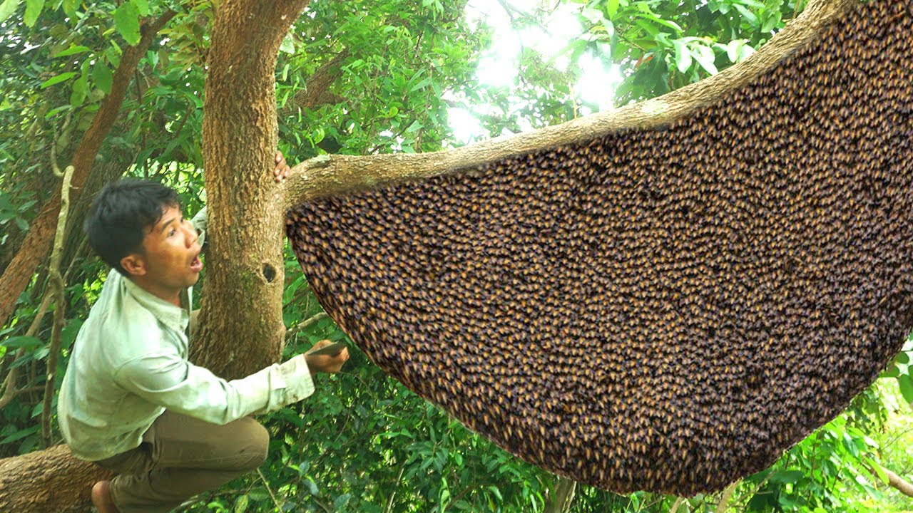 Amazing Find To Get Giant Honeybee On The High Tree - How to Find Giant Honeybee