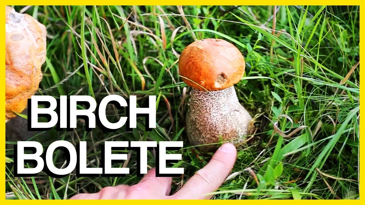 Birch Bolete Mushroom | Identification and Cooking