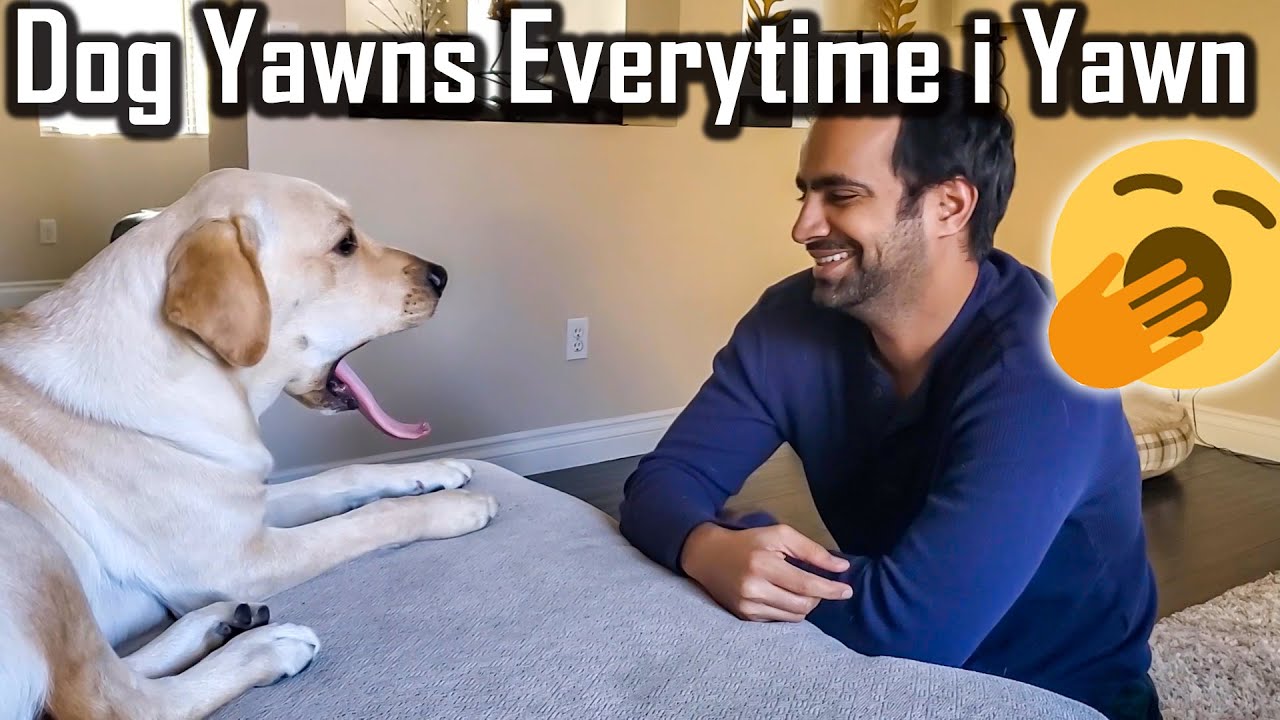 My Dog Yawns Every Time I Yawn #Shorts | Funny Dog Video