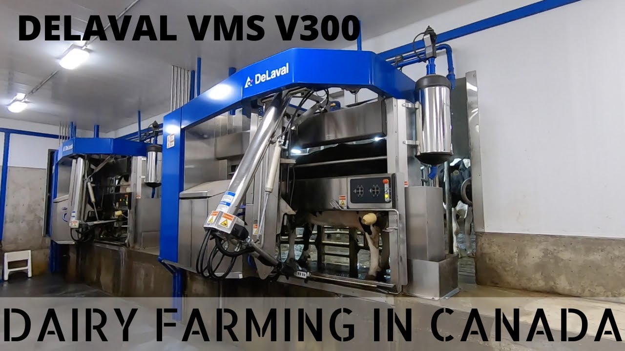 Touring A Barn With Robotic Milkers