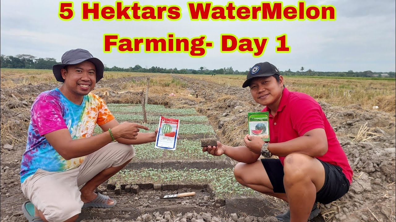 How to Plant Seedless Watermelon in 5 Hectares Rice Field- Day 1