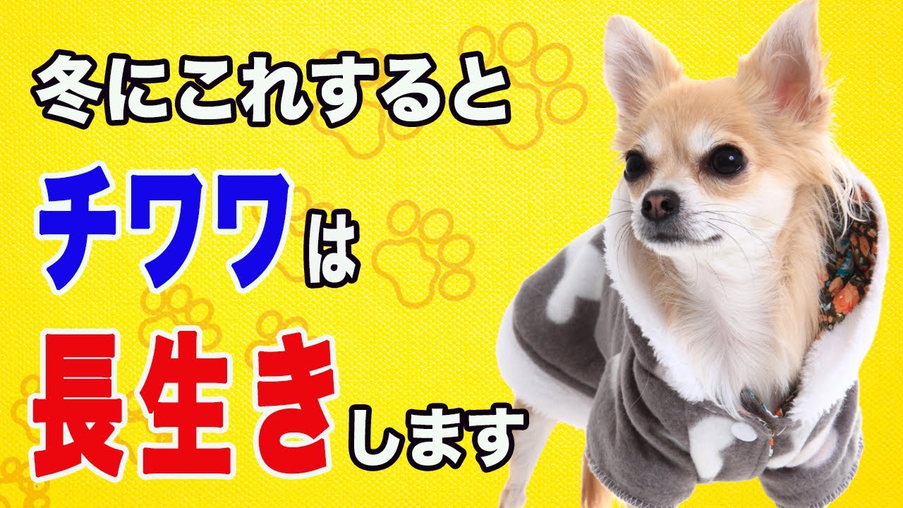 チワワが寒い時に辛いと感じている仕草と対策６選