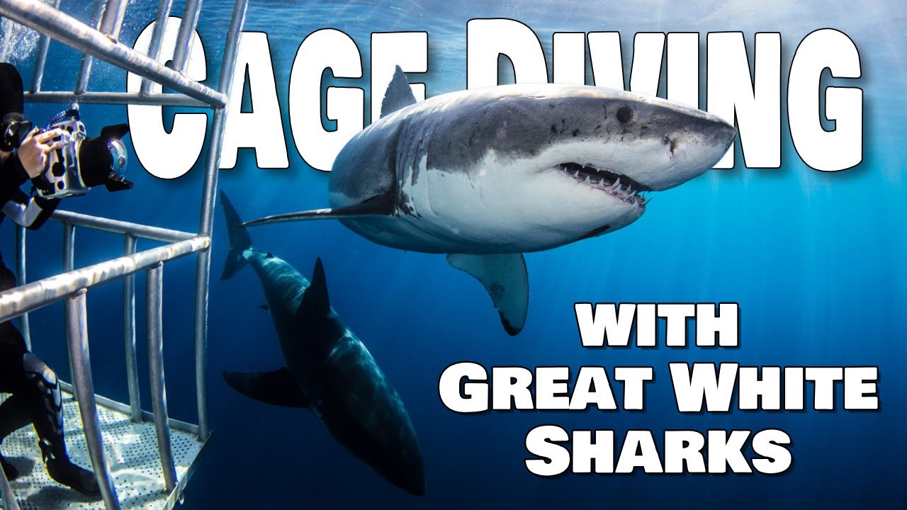 Cage Diving with Great White Sharks at Cape Town, South Africa
