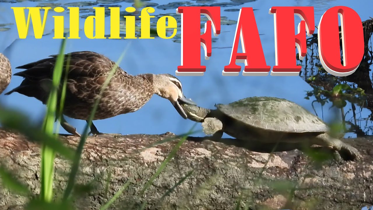 🤣Wildlife FAFO: Duck Slaps, Turtle Snaps | Birdtainment YouTube 🎬🐢🦆