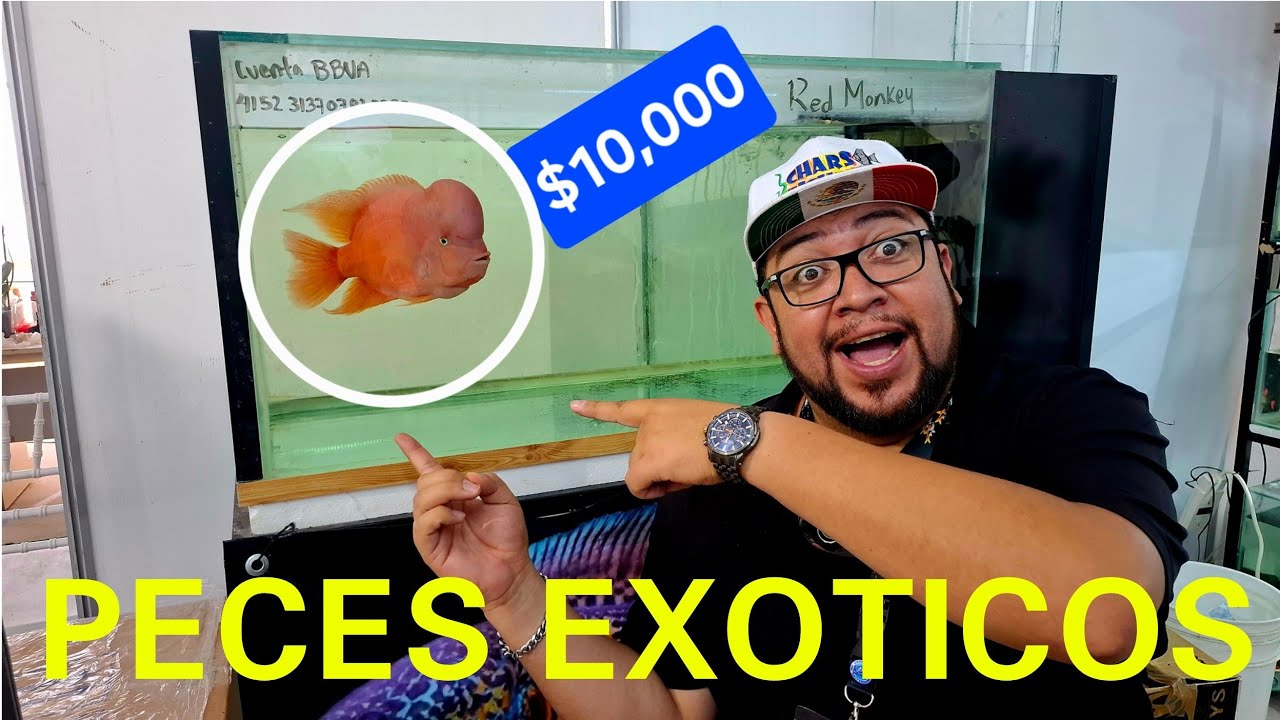 Los PECES y ANIMALES mas EXOTICOS de Expo Acuario Queretaro 2025 (Chars Fishers)