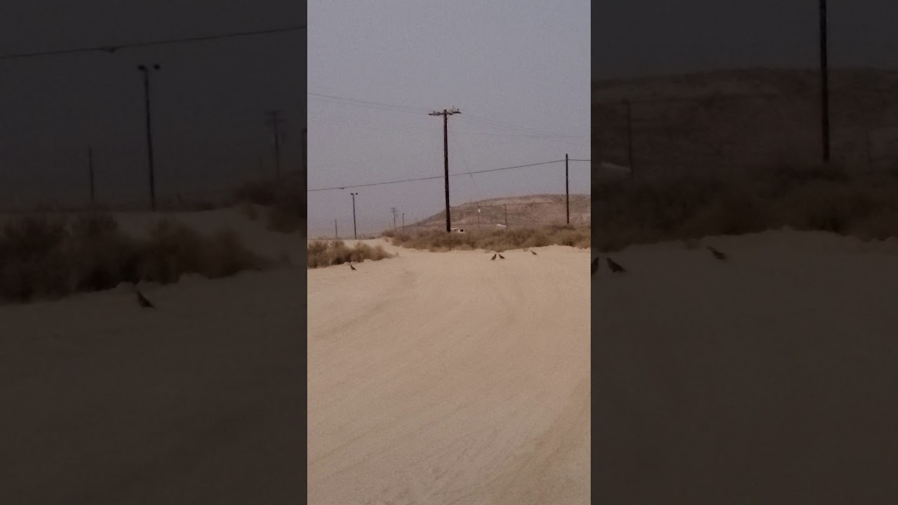 How to use a quail call for valley quail.