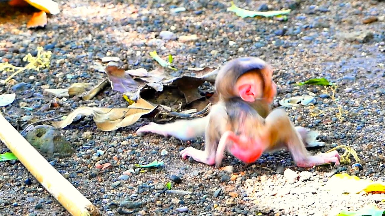 Want much care from monkey mom, Monkey baby feels not happy as monkey mom leave him walk behind