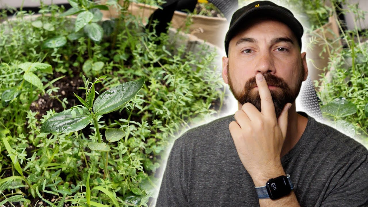 Are Cover Crops Really Worth It? Here&rsquo;s What I&rsquo;ve Learned...