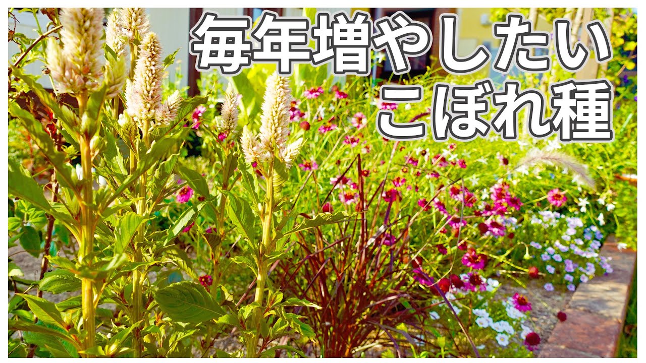 【ガーデニング】秋の庭とこぼれ種紹介 こぼれ種で浮いたお金でさらに秋色植物を投入する
