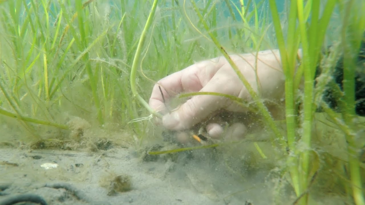 (3/4) LARGE-SCALE HARVESTING AND PLANTING (Video-guideline for eelgrass restoration in Sweden)