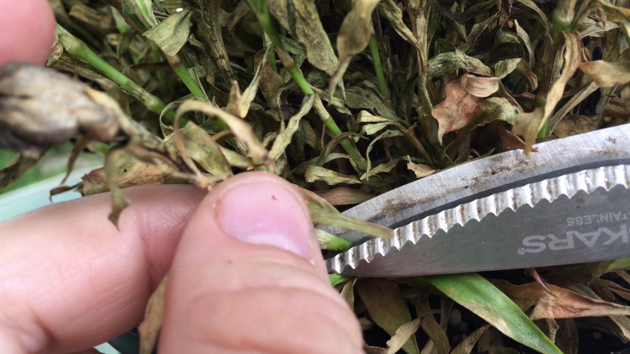 How To Revive Clearance Sale Plants