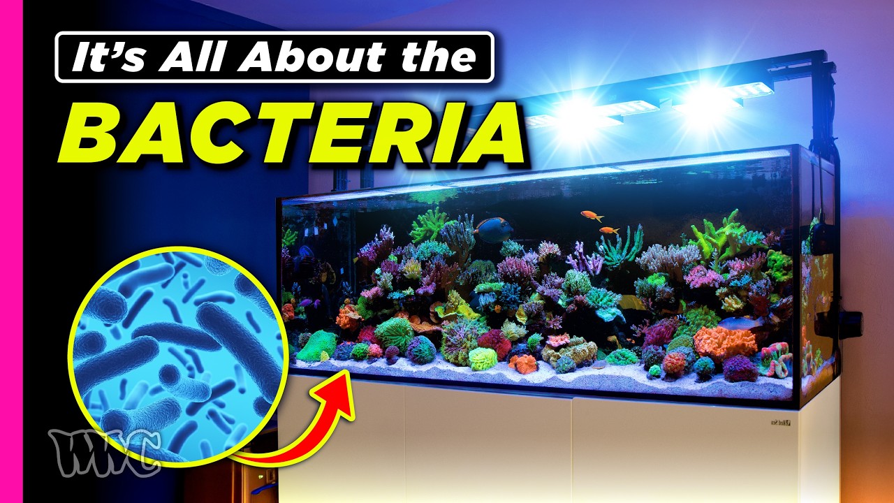 Unraveling A Scientific Method To Modern Reef Keeping | 160 Gallon Tank
