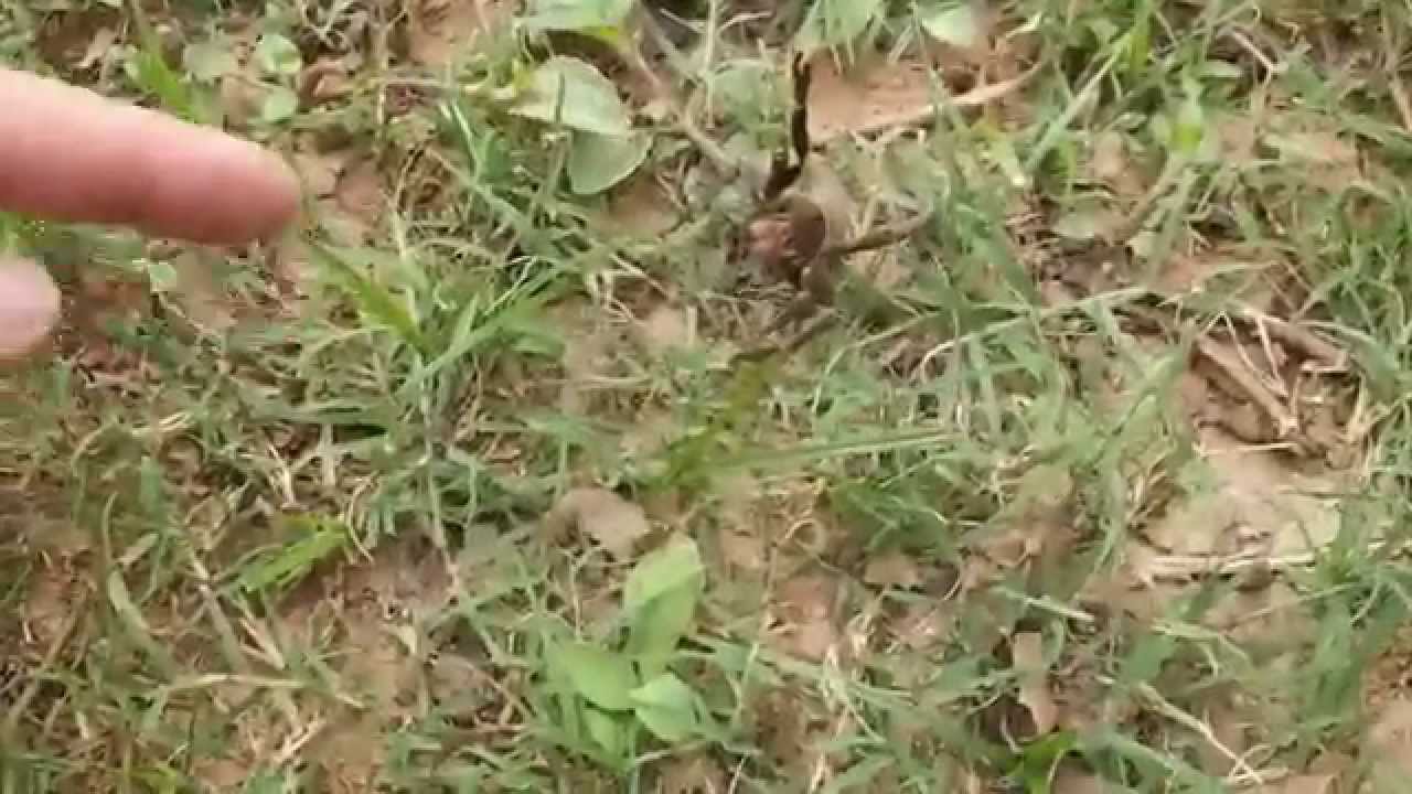 Phoneutria 2. The most aggressive spider in the world and one of most dangerous.
