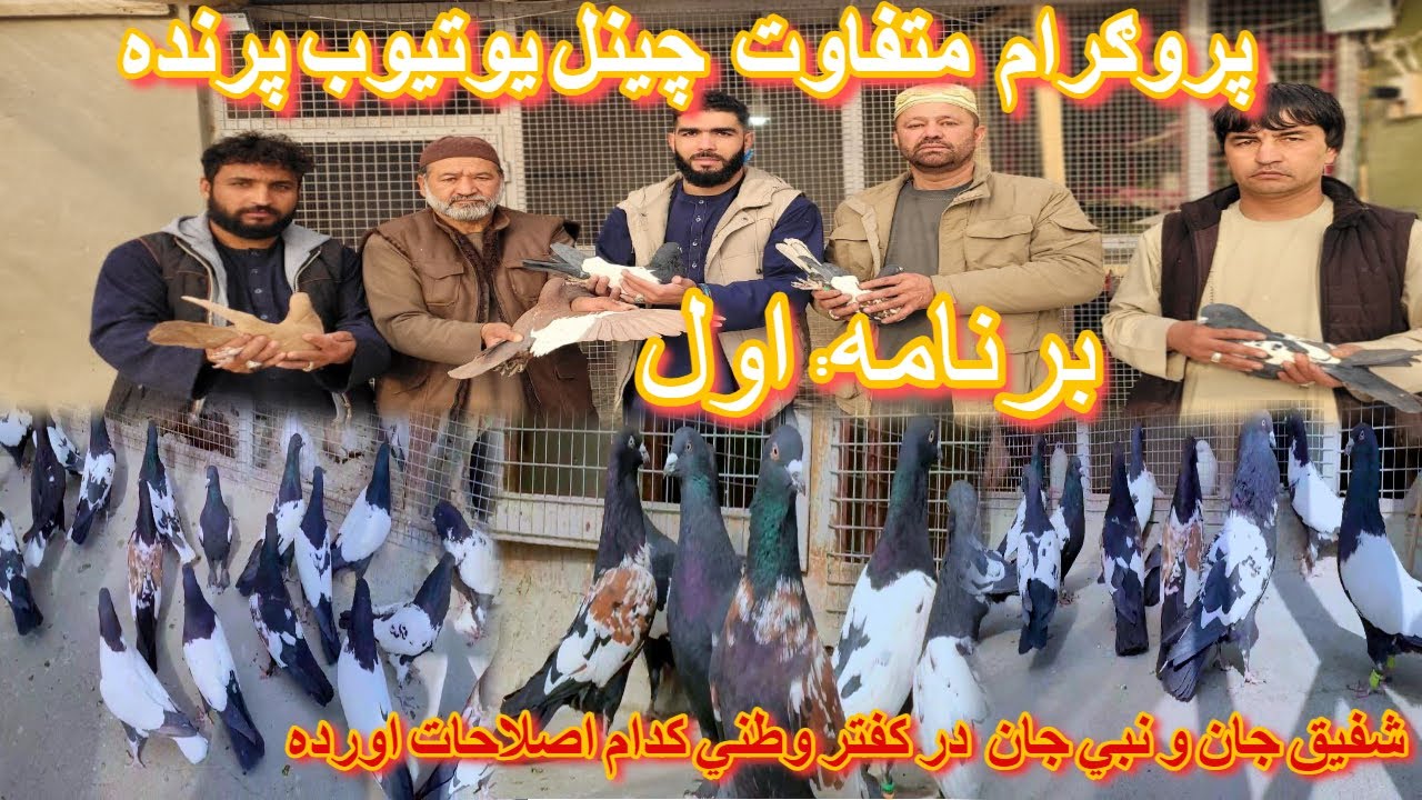 برنامه خیلی مفید برای نو شوقي ها/ سیاه پتین های اصلاح شده/ برای اصلاح چوچه، چی نوع کفترباید ګد شود