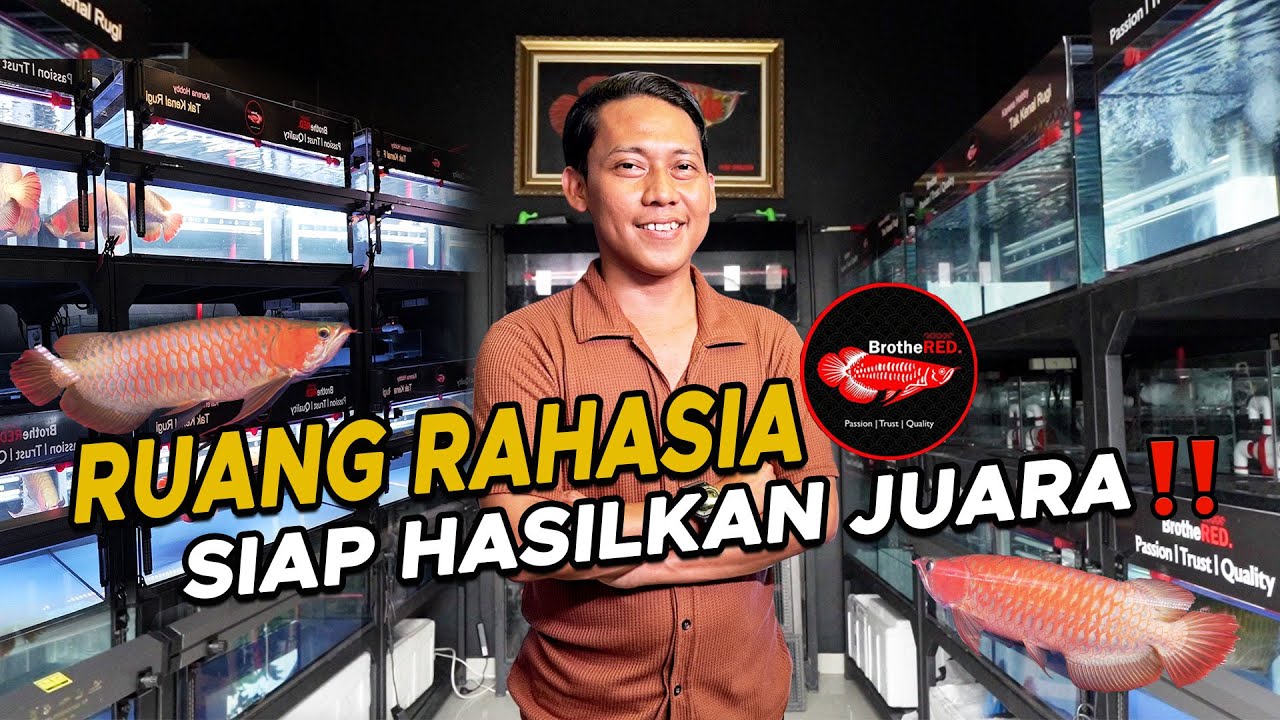 BOLEH DICONTOH‼️TOTALITAS MENYIAPKAN ARWANA PILIHAN DENGAN CARA INI