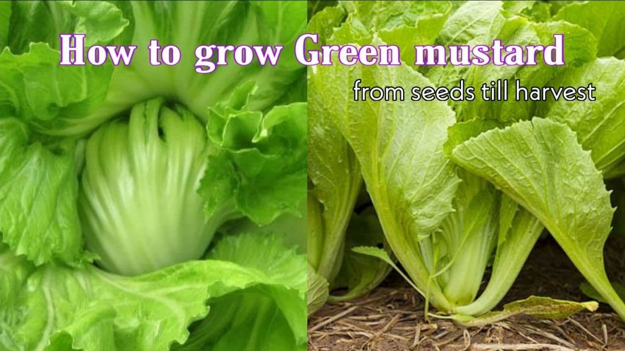 How to grow Green Mustard from seeds till harvest / Grow Chinese Indian Mustard Cabbage By NY SOKHOM