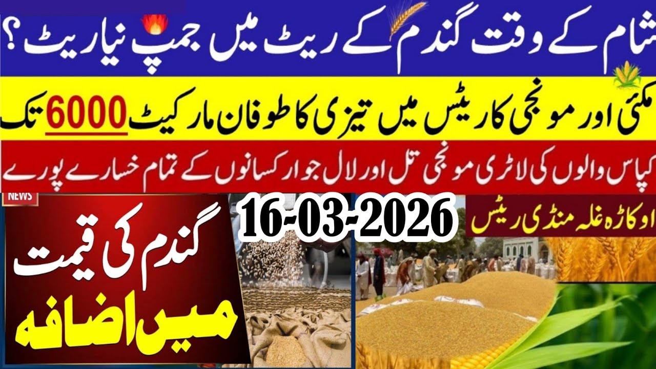 Today Wheat price in punjab//گندم کا ریٹ2026/munji makki till sarso/Galla mandi rate today 2026