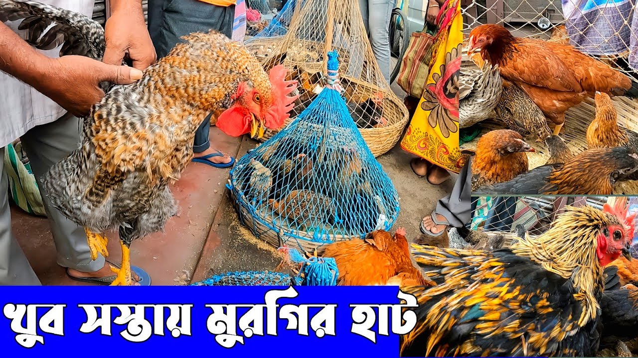 Wholesale Hen Market in Howrah। Hen Market Uluberia। Uluberia Pet Market।
