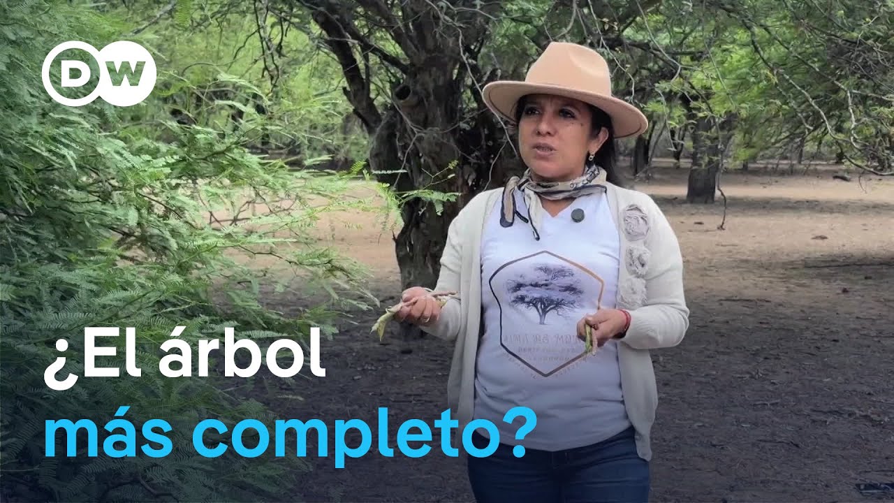 El algarrobo: oro del Chaco boliviano