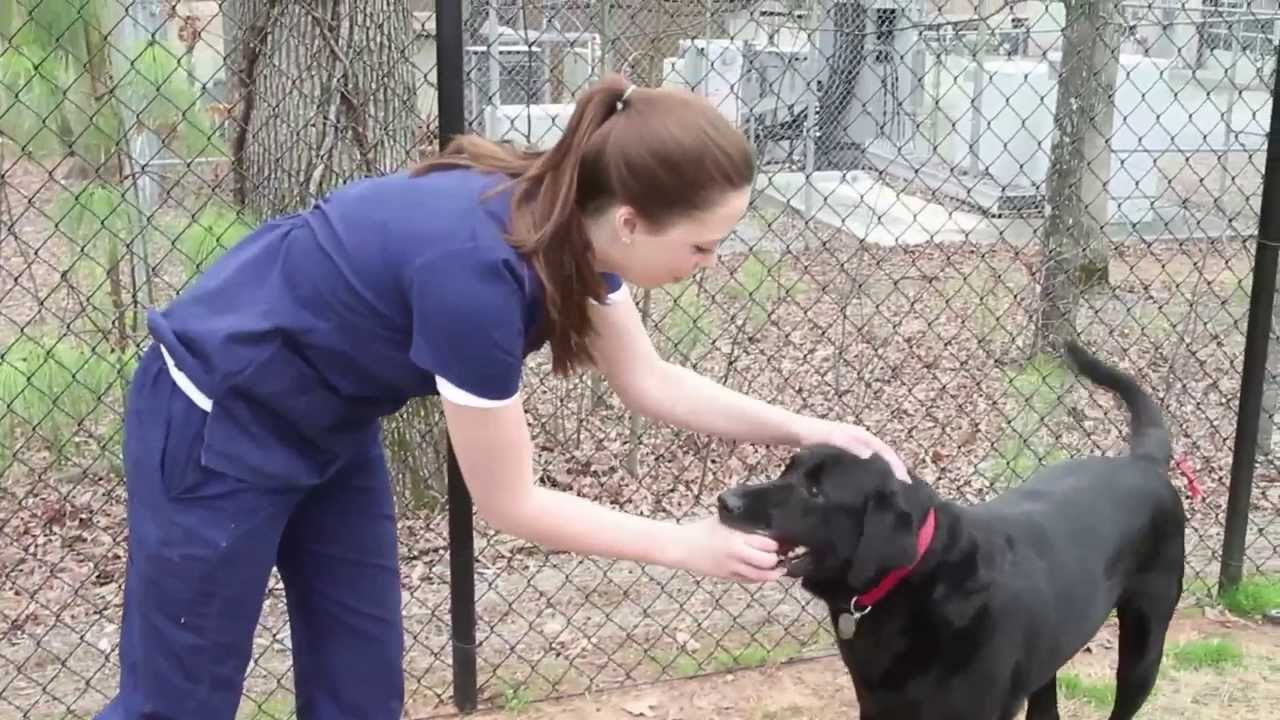 Welcome to Kennesaw Mountain Animal Hospital