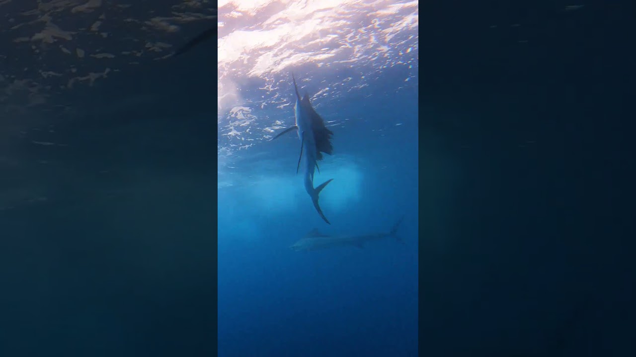 JAW-DROPPING UNDERWATER FOOTAGE OF SAILFISH IN COSTA RICA - #PELAGIC #FISHING #SAILFISH