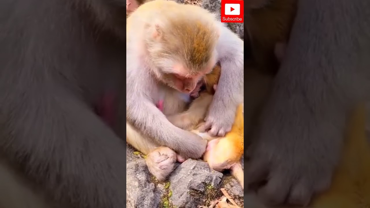 The baby monkey is drinking milk 🐒 #short #shorts #viral #monkey #wildlife