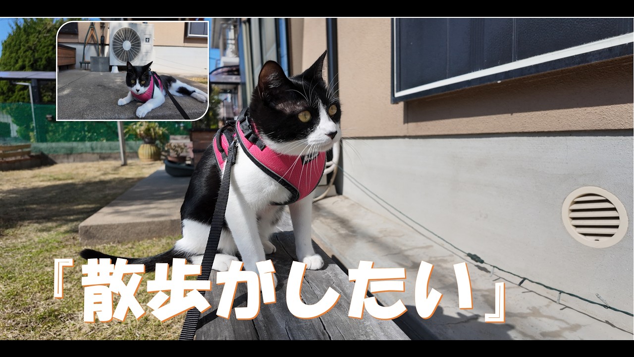 💞『散歩がしたい』💞散歩に挑戦≪準備期間≫#cat #子ネコ #好きな子猫 #猫のいる暮らし #元気になる動画 #ねこ＃八割れ猫＃ずっとのお家＃保護猫＃散歩