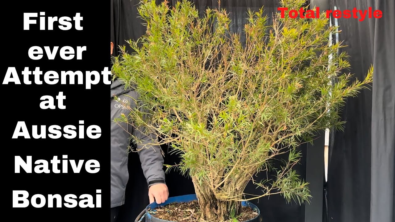 My first ever Australian Native bonsai transformation Massive Callistemon Bonsai