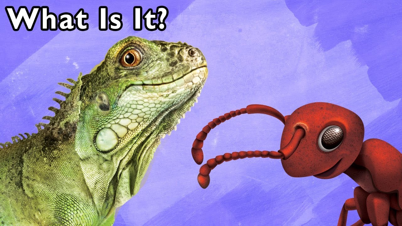 What is It? + More | ANIMAL GUESSING GAME | Mother Goose Club Phonics Songs