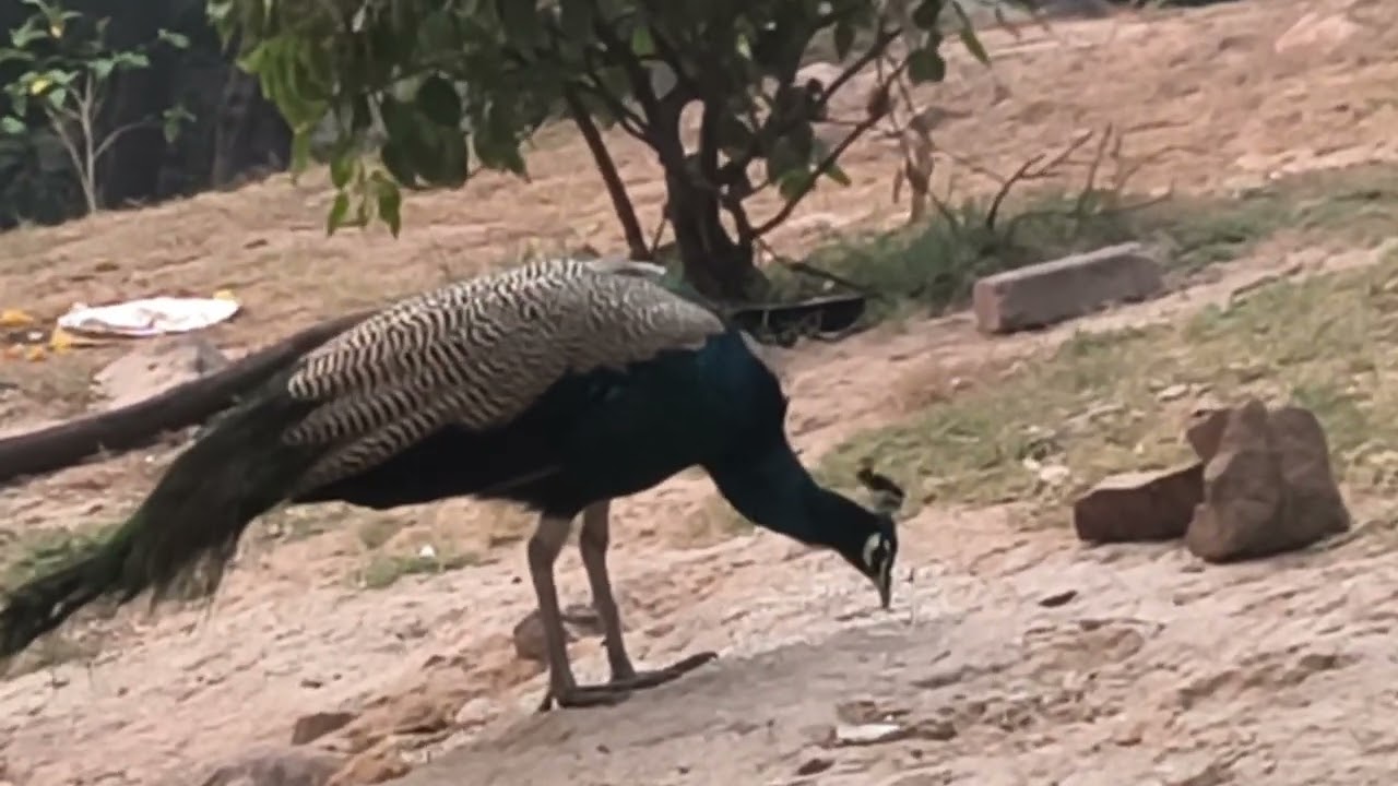 Look at our love for peacocks#nature#viral#trending #popular#peacock#forrest#entertainment #vlogger 