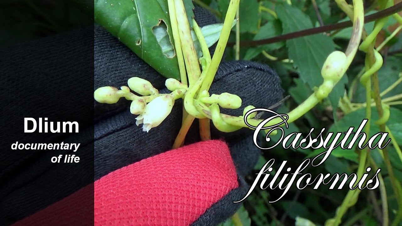 Laurel dodder (Cassytha filiformis) - part 2