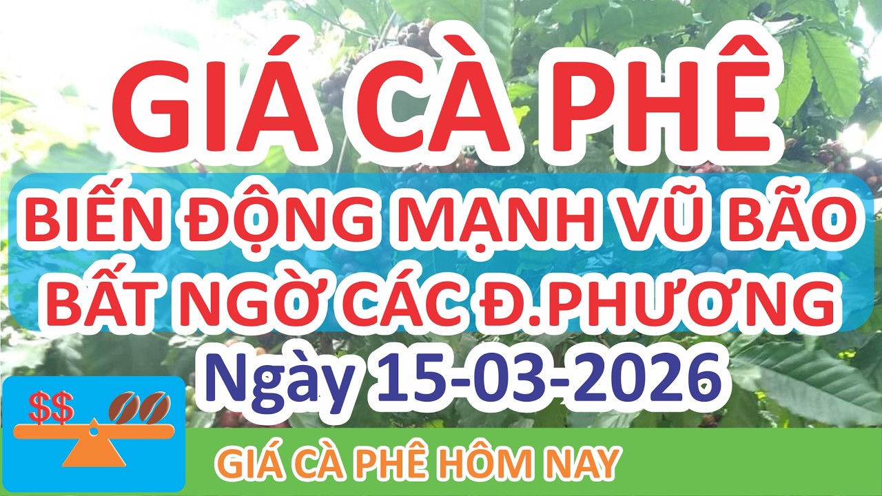 Giá cà phê hôm nay ngày 15/03/2026 | Giá Cà Phê Biến Động Mạnh Vũ Bão Bất Ngờ Cuối Tuần